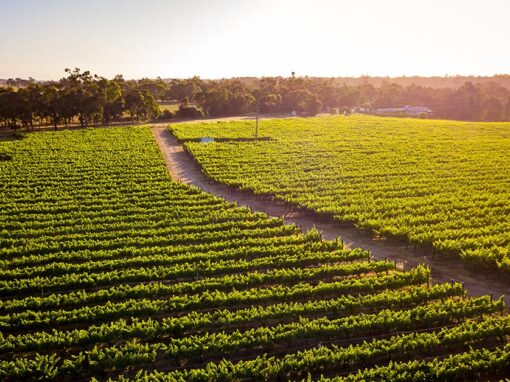 A Spotlight on Malbec at our Stirling Vineyard in Capel Geographe